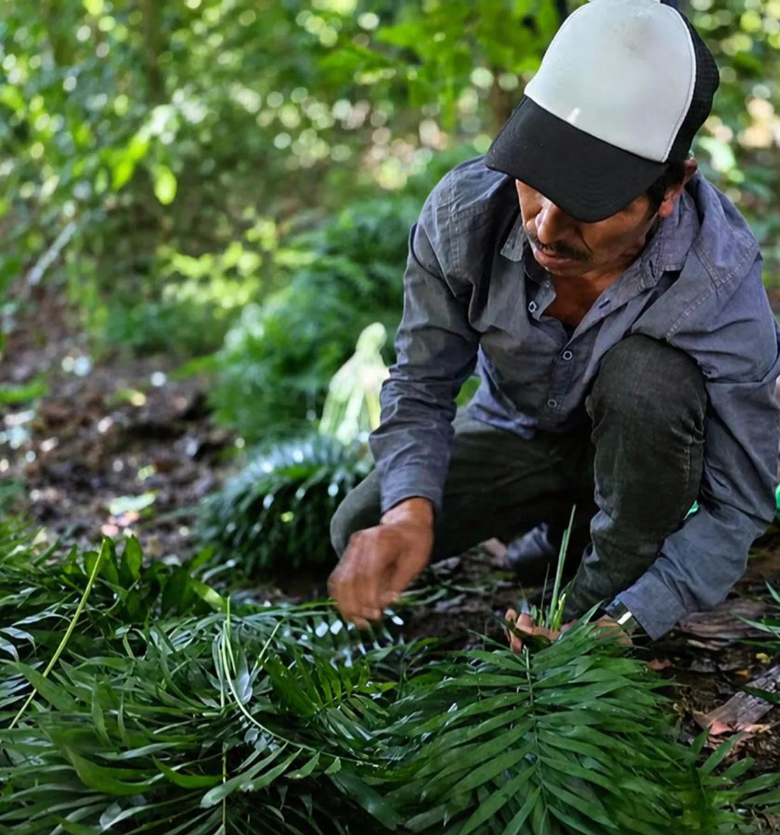 Productor cortando palma camedor en la Huasteca