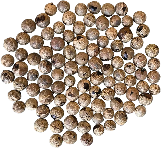 CHICO Seed